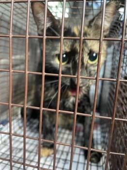 Rescue Domestic Short Hair Cats for Adoption in Houston, Texas - A643515 | PetCurious