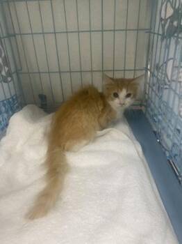 Giselle -  Domestic Short Hair Cat for Adoption in Gainesville, Florida - Giselle | PetCurious