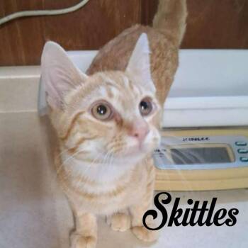 Skittles -  Domestic Short Hair Cat for Adoption in Hillsboro, Ohio - Skittles | PetCurious