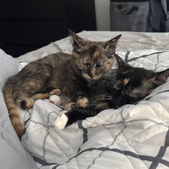Maple -  Domestic Medium Hair Cat for Adoption in Plano, Texas - Maple | PetCurious