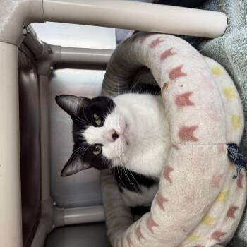 Rescue Domestic Short Hair Cats for Adoption in Honesdale, Pennsylvania - Pastrami *Barn Placement Only* | PetCurious