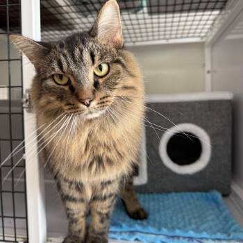 Roscoe -  Domestic Long Hair Cat for Adoption in Oconto, Wisconsin - Roscoe | PetCurious