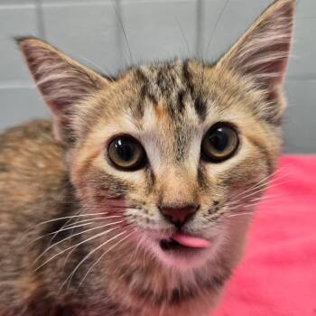 Hurricane -  Domestic Short Hair Cat for Adoption in West Olive, Michigan - Hurricane | PetCurious