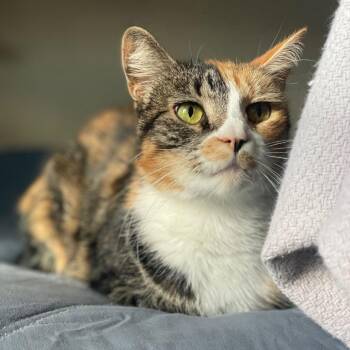 Domestic Short Hair Cats Available for Adoption - Spring | PetCurious