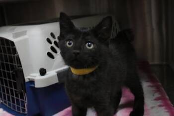 Chance -  Domestic Short Hair Cat for Adoption in Brunswick, Georgia - Chance | PetCurious