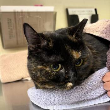 Palmier -  Domestic Short Hair Cat for Adoption in Asheville, North Carolina - Palmier | PetCurious