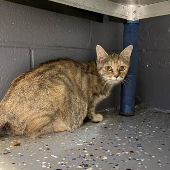 Olive Garden -  Domestic Short Hair Cat for Adoption in Tuscaloosa, Alabama - Olive Garden | PetCurious