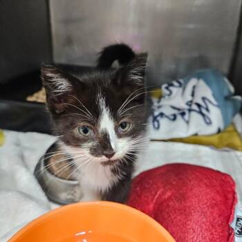 Lydia -  Domestic Short Hair Cat for Adoption in Baltimore, Maryland - Lydia | PetCurious