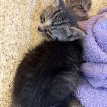 Tanjiro -  Domestic Short Hair Cat for Adoption in Philadelphia, Pennsylvania - Tanjiro | PetCurious