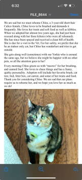 Rescue Domestic Short Hair Cats for Adoption in Redding, California - Chloe | PetCurious