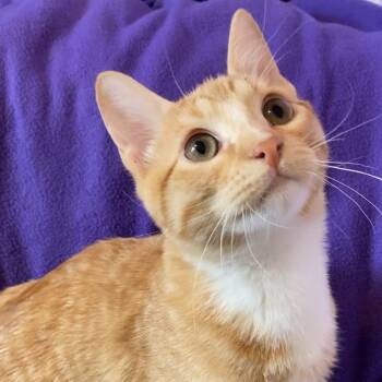 Rescue Domestic Medium Hair Cats for Adoption in Kansas City, Missouri - Queso | PetCurious