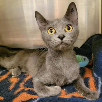 Domestic Short Hair Cats Available for Adoption in Columbia, Missouri - Bisque | PetCurious