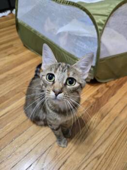 Sienna -  Domestic Short Hair Cat for Adoption in Chicago, Illinois - Sienna | PetCurious