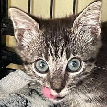 Happy -  Domestic Short Hair Cat for Adoption in Hawthorne, California - Happy | PetCurious