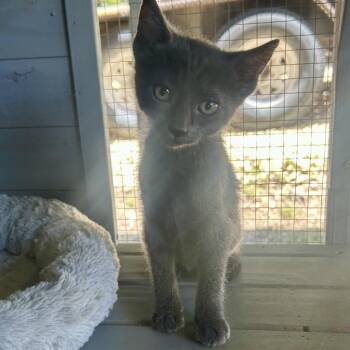 Della -  Russian Blue and Domestic Short Hair Cat for Adoption in Boerne, Texas - Della | PetCurious
