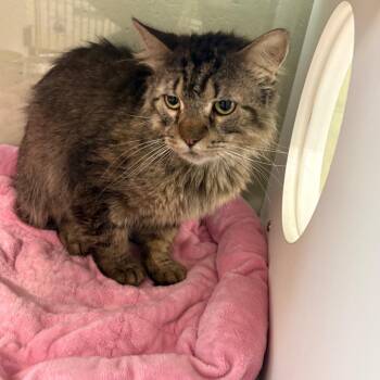 Catzilla -  Domestic Short Hair Cat for Adoption in League City, Texas - Catzilla | PetCurious