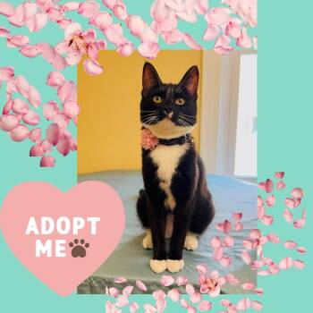 Rescue Tuxedo Cats for Adoption in Port Chester, New York - Alice | PetCurious