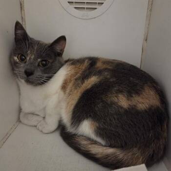 Domestic Short Hair Cats Available for Adoption - ROME | PetCurious