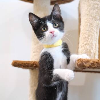 Atlas -  Tuxedo Cat for Adoption in Newport Beach, California - Atlas | PetCurious