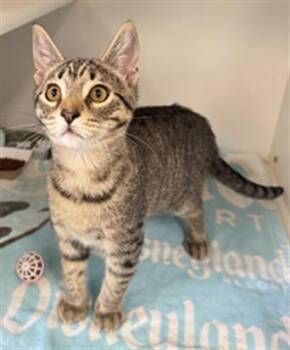CHEESE -  Domestic Short Hair Cat for Adoption in Camarillo, California - CHEESE | PetCurious