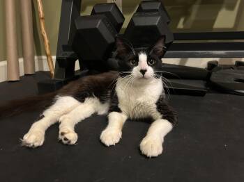Bosley -  Domestic Medium Hair Cat for Adoption in Statesboro, Georgia - Bosley | PetCurious
