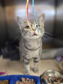 Bonsai -  Domestic Short Hair Cat for Adoption in Westland, Michigan - Bonsai | PetCurious