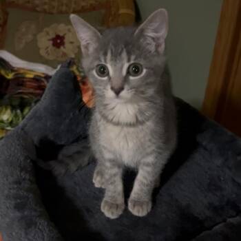 Stormie -  Domestic Short Hair Cat for Adoption in Mokena, Illinois - Stormie | PetCurious