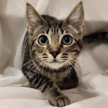 Chachi -  Tabby and Domestic Short Hair Cat for Adoption in Sacramento, California - Chachi | PetCurious
