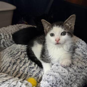 26-188 Calico Jack -  Domestic Short Hair Cat for Adoption in North Branford, Connecticut - 26-188 Calico Jack | PetCurious