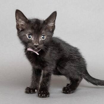 Strawberry -  Domestic Short Hair Cat for Adoption in Franklin, Tennessee - Strawberry | PetCurious