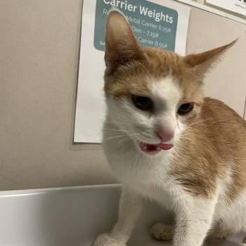 Tarte -  Domestic Short Hair Cat for Adoption in Chicago, Illinois - Tarte | PetCurious