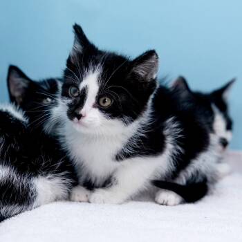 Snapple (& Sunny!) -  Domestic Short Hair Cat for Adoption in Durham, North Carolina - Snapple (& Sunny!) | PetCurious