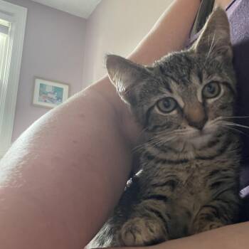 Poutine -  Domestic Short Hair Cat for Adoption in Pikesville, Maryland - Poutine | PetCurious