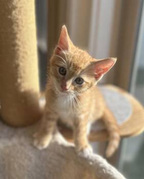 CHANDLER -  Domestic Short Hair Cat for Adoption in Tustin, California - CHANDLER | PetCurious