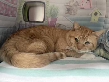 Simba -  Domestic Short Hair Cat Available for Adoption in Salem, Massachusetts - Simba | PetCurious