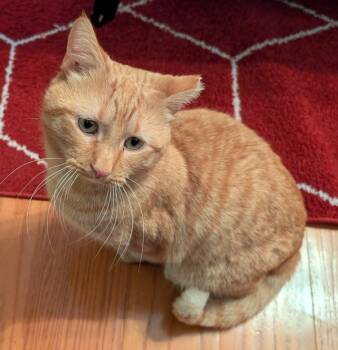 Rescue Domestic Short Hair Cats for Adoption in Raleigh, North Carolina - Garfunkle | PetCurious