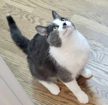 Munchkin -  Domestic Short Hair Cat for Adoption in Vaughan, Ontario - Munchkin | PetCurious
