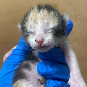 Domestic Short Hair Cats Available for Adoption in Austin, Texas - Yetthika | PetCurious