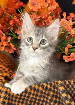 5/18/26 Noodle -  Domestic Medium Hair Cat for Adoption in Stillwater, Oklahoma - 5/18/26 Noodle | PetCurious