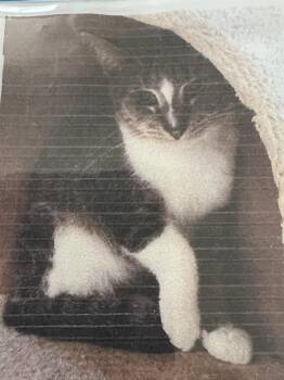 Domestic Short Hair Cats Available for Adoption in New Windsor, New York - Luke | PetCurious