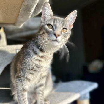 Domestic Short Hair Cats Available for Adoption - Fruitcake | PetCurious