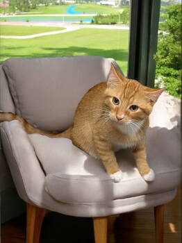 Rescue Domestic Short Hair Cats for Adoption in Champaign, Illinois - Sweet Potato | PetCurious