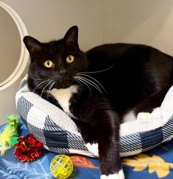 Domestic Short Hair Cats Available for Adoption in Columbia, Illinois - Wynn | PetCurious