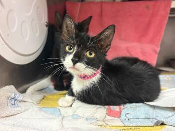 SERENA -  Domestic Short Hair Cat for Adoption in Fort Wayne, Indiana - SERENA | PetCurious