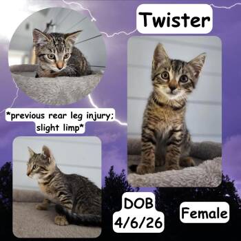 Twister -  Domestic Short Hair Cat for Adoption in Caldwell, Texas - Twister | PetCurious