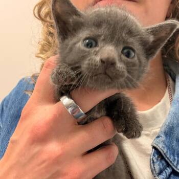 Sonora -  Domestic Short Hair Cat for Adoption in Chattanooga, Tennessee - Sonora | PetCurious