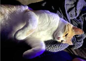 Buster a Sweet Friendly Big Boy - for Foster or Adopt -  Tabby Cat for Adoption in Metairie, Louisiana - Buster A Sweet Friendly Big Boy - For Foster Or Adopt | PetCurious