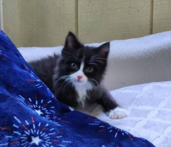 Valentino -  Domestic Long Hair Cat for Adoption in Wayne, New Jersey - Valentino | PetCurious