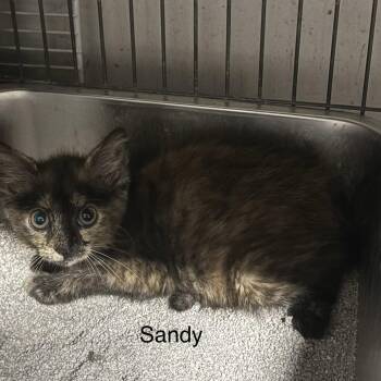 Sandy ( th) -  Domestic Short Hair Cat for Adoption in White Bluff, Tennessee - Sandy ( Th) | PetCurious