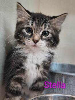 Stella -  Domestic Long Hair Cat for Adoption in Saint Marys, Pennsylvania - Stella | PetCurious